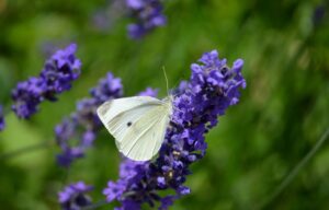 butterfly, hd wallpaper, lavender-8850705.jpg